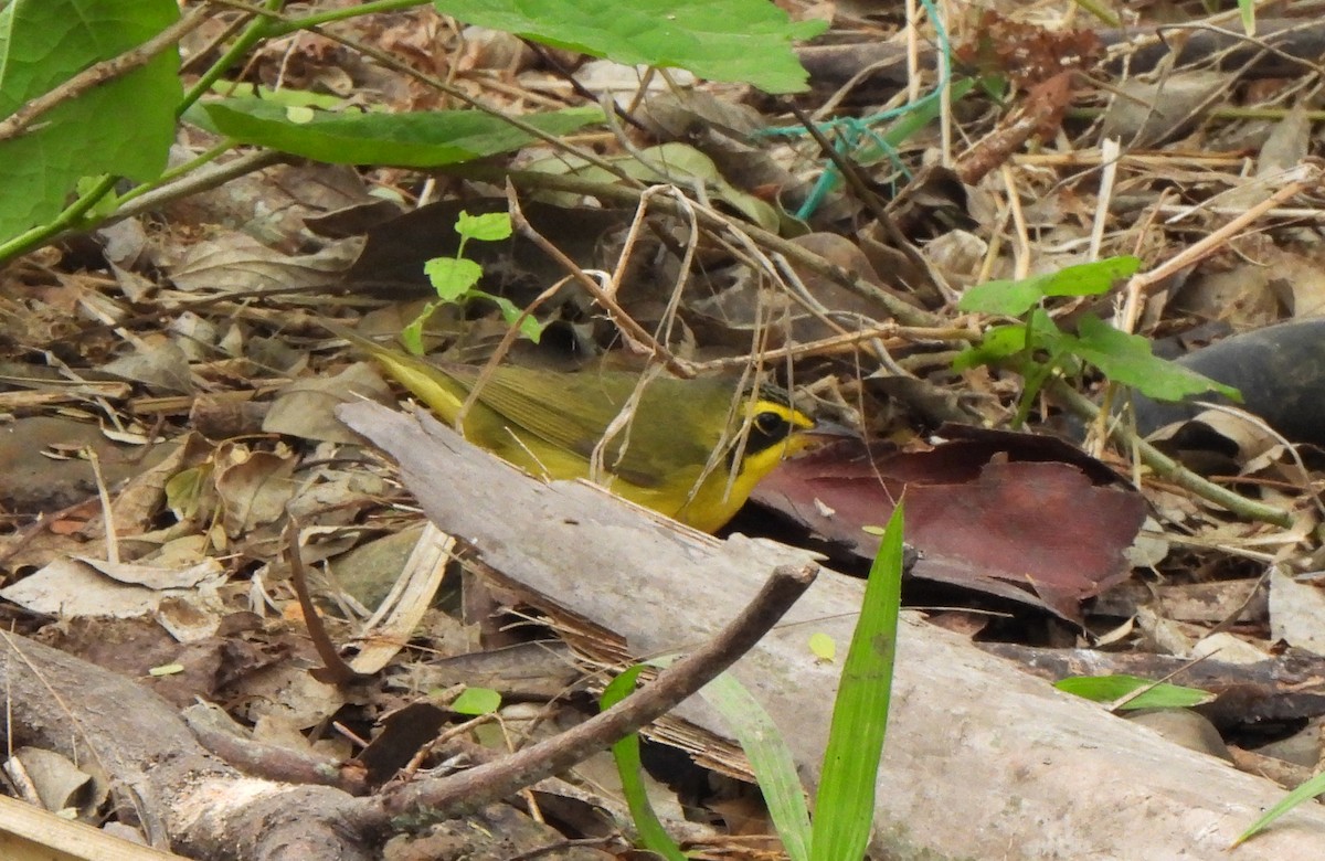 Reinita de Kentucky - ML651946402