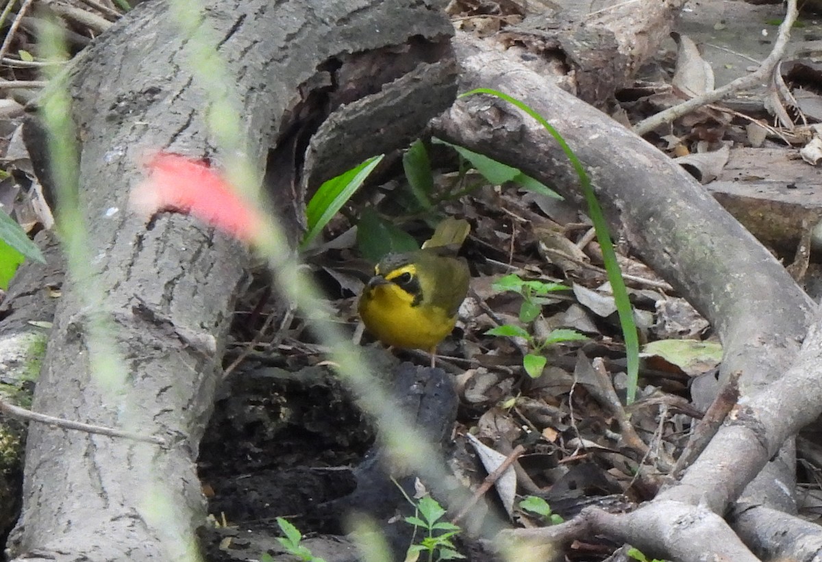 Reinita de Kentucky - ML651946407