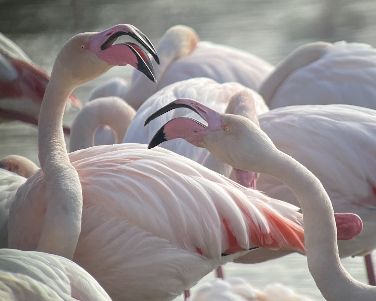 rosenflamingo - ML651946470
