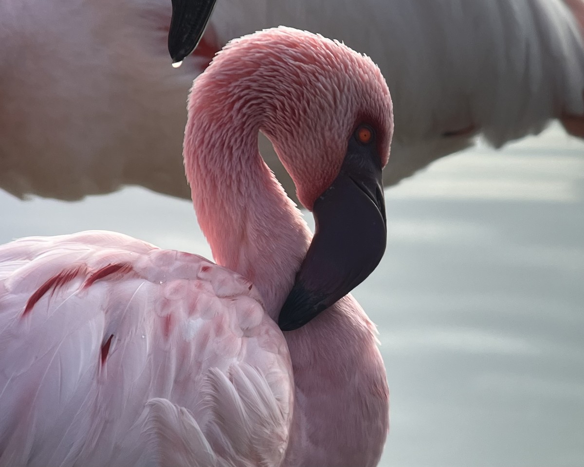 dvergflamingo - ML651946494
