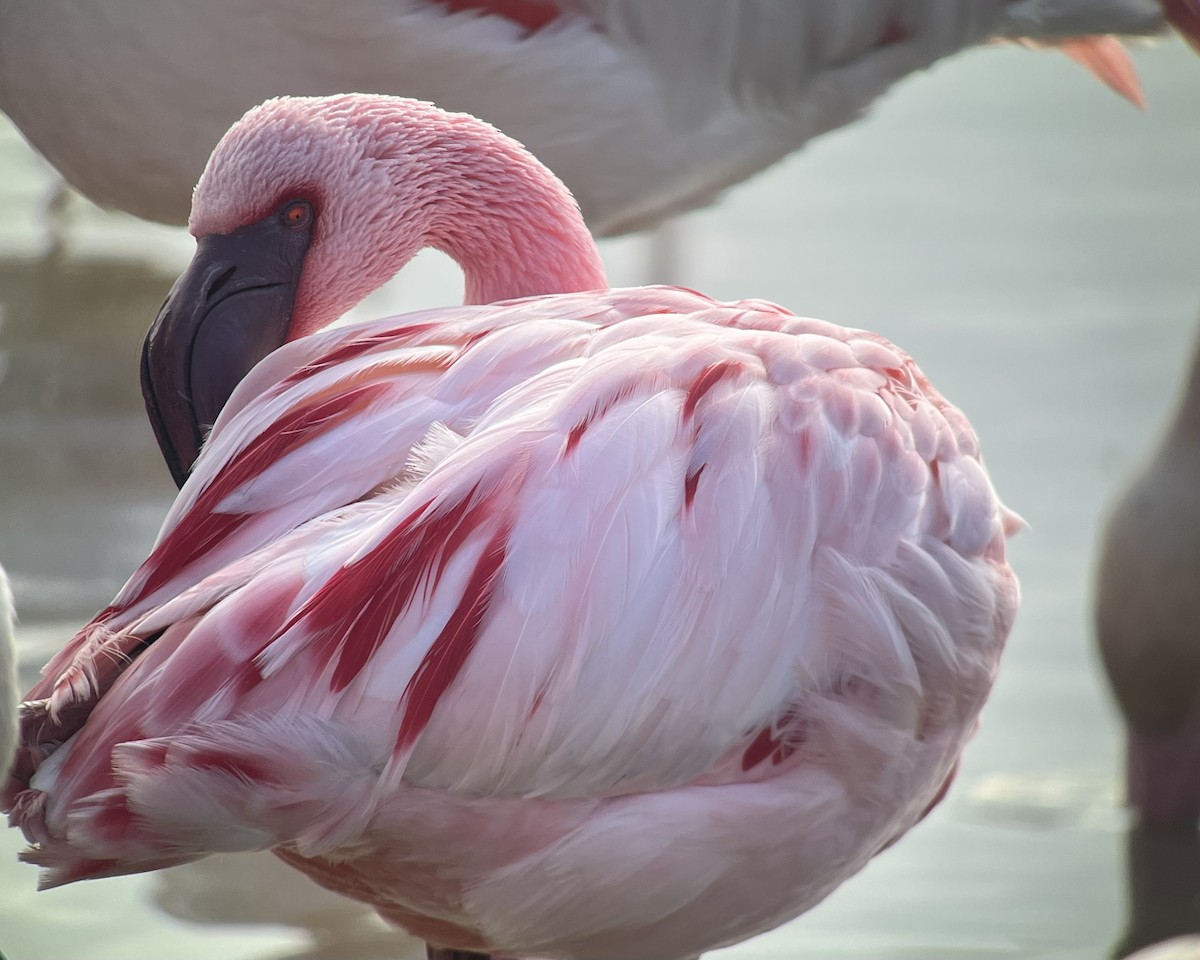 Фламінго малий - ML651946495