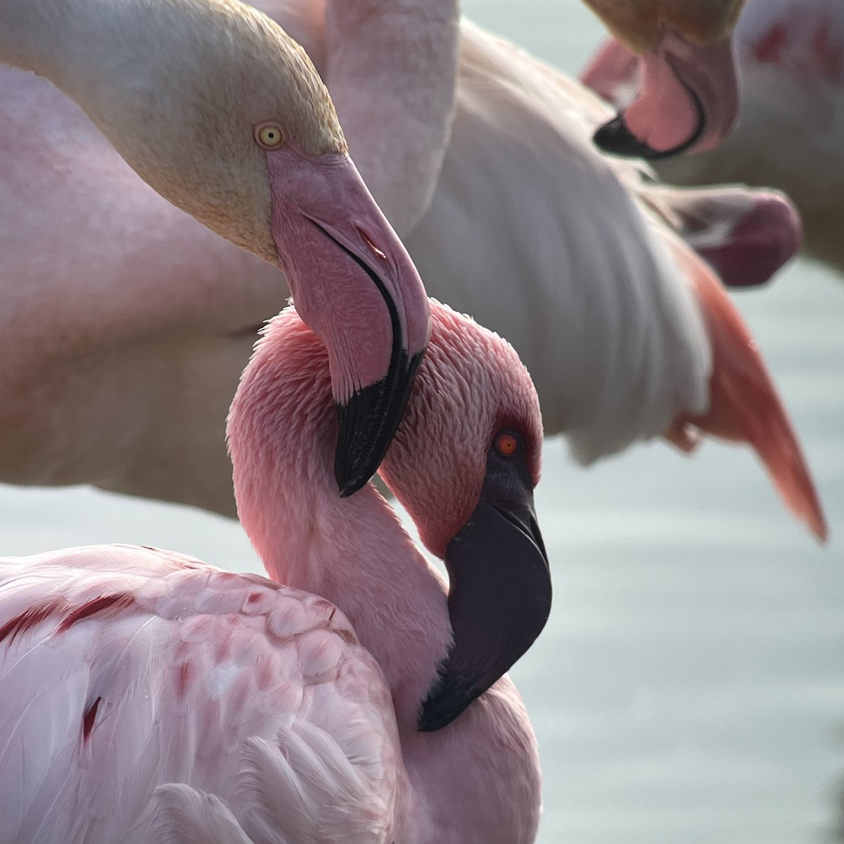 Фламінго малий - ML651946496