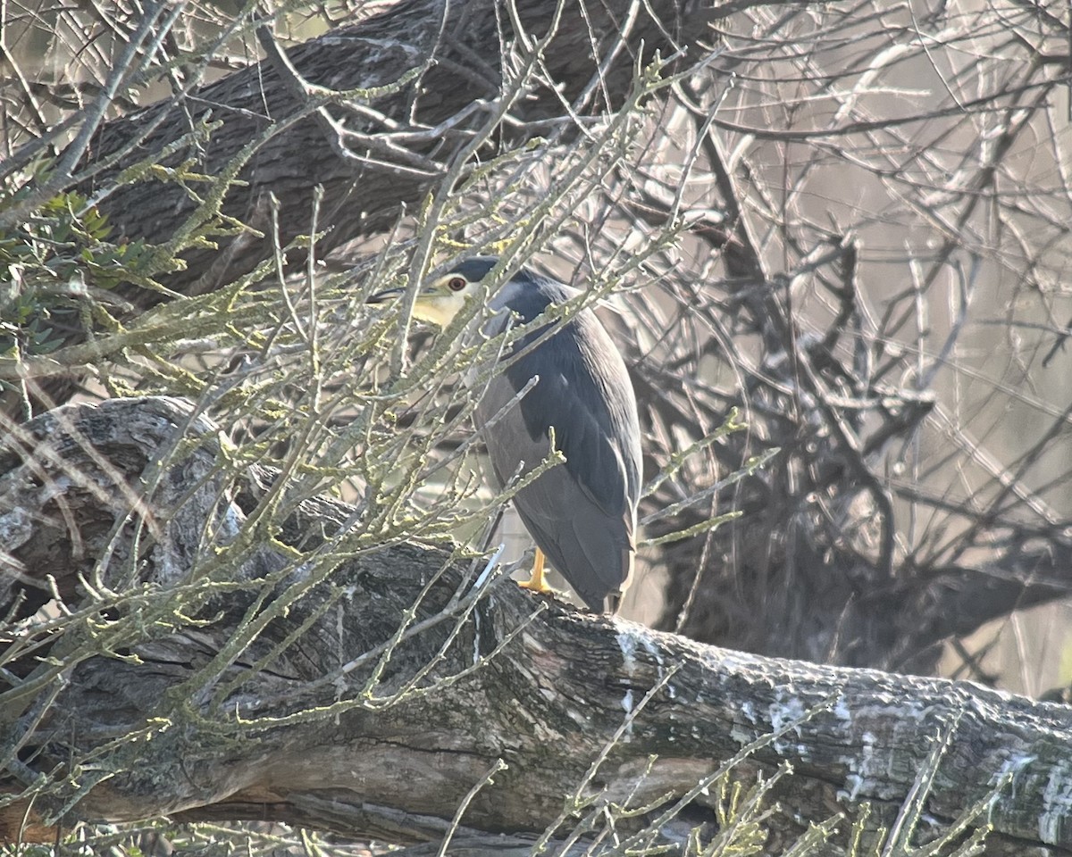 Квак звичайний - ML651946507