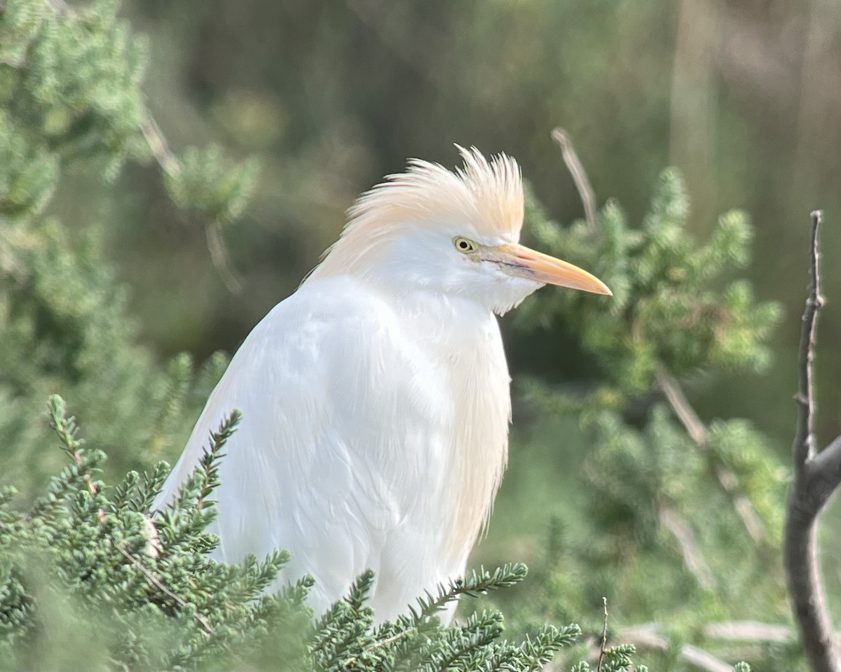 Чапля єгипетська західна - ML651946526
