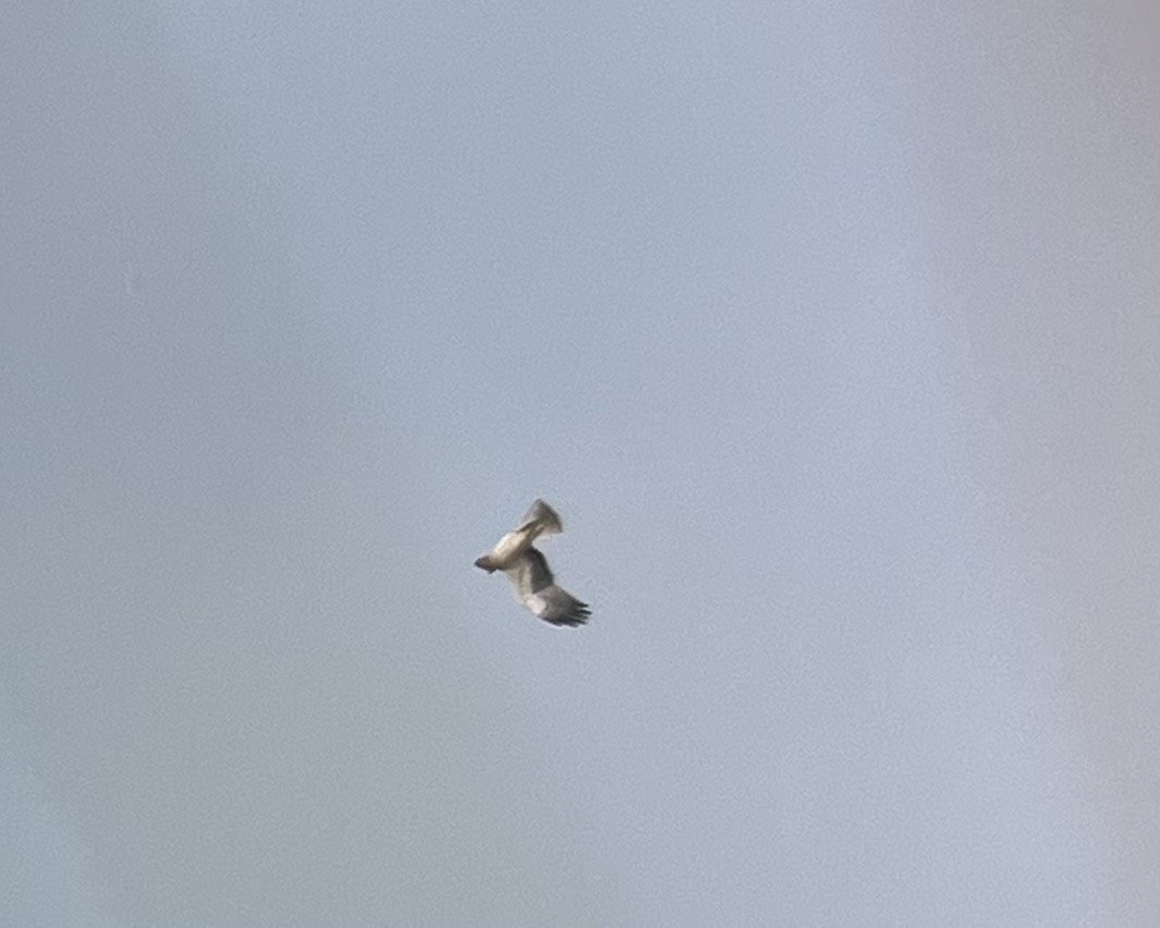 Орел-карлик малий - ML651946545