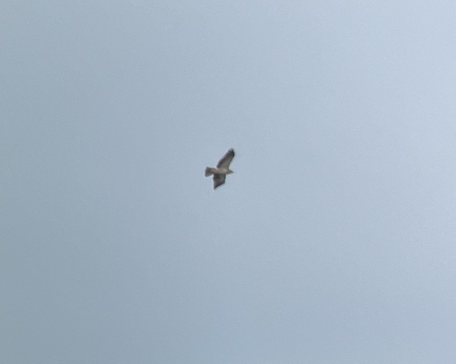 Орел-карлик малий - ML651946546