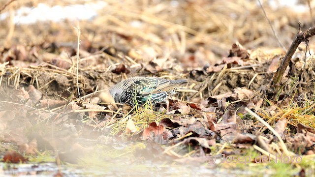 Storno - ML651947276