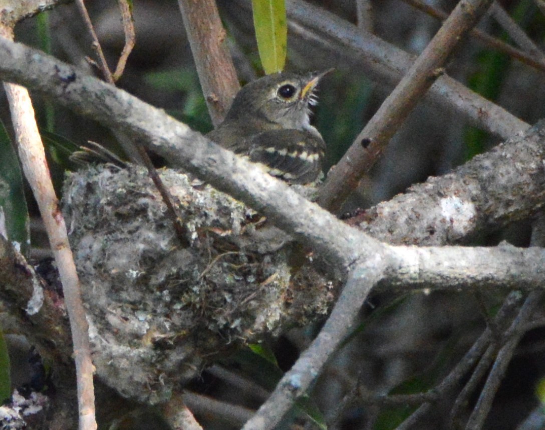 Small-billed Elaenia - ML651947278