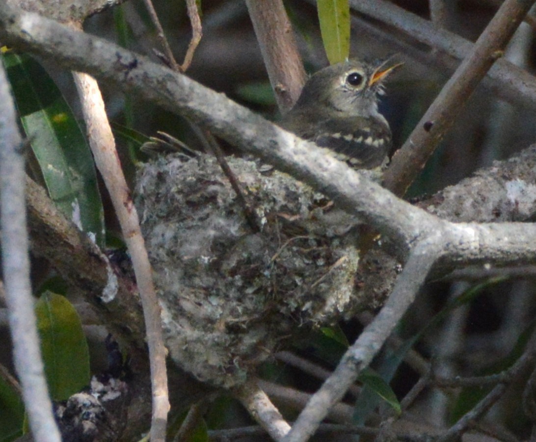 Small-billed Elaenia - ML651947291