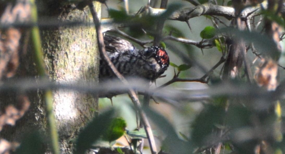 White-barred Piculet - ML651947393