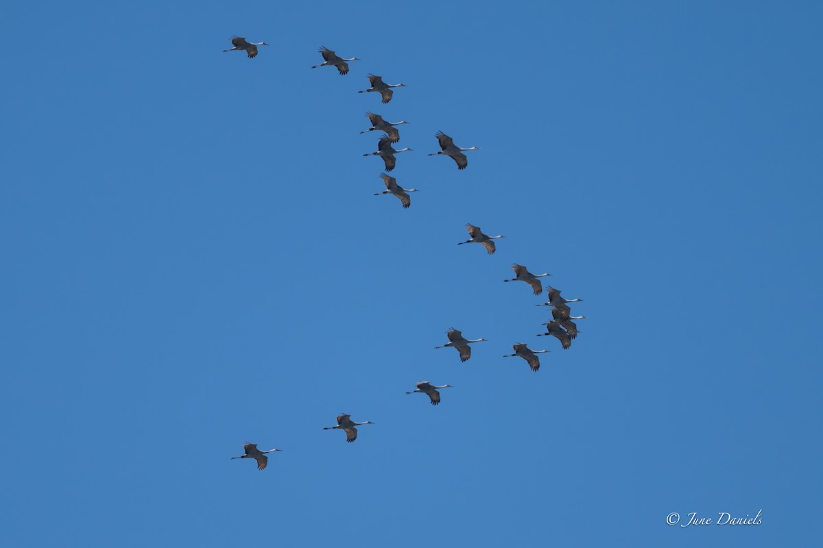 Grulla Canadiense - ML651947555