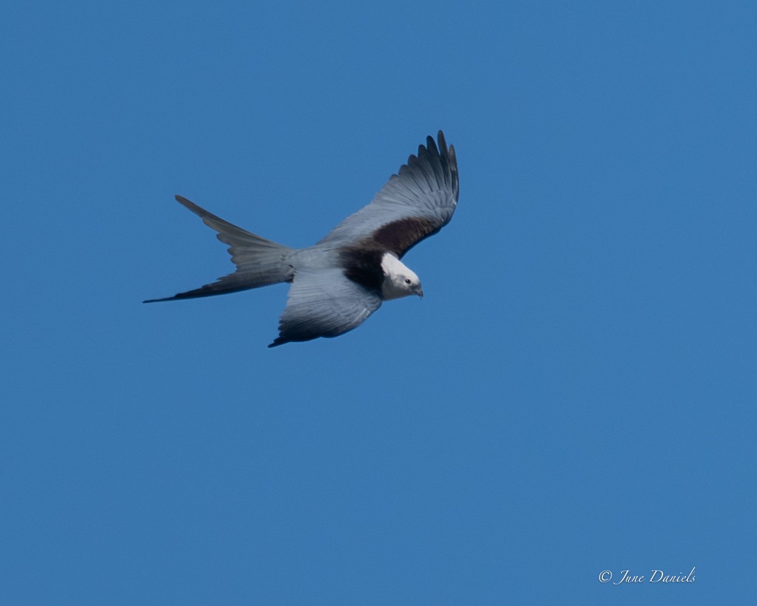 Elanio Tijereta - ML651947566