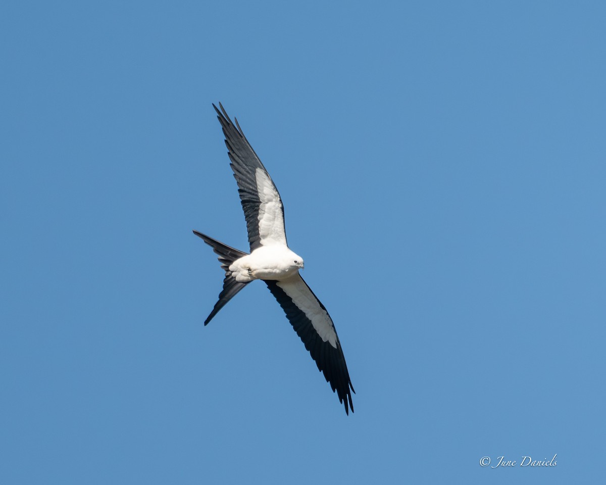 Elanio Tijereta - ML651947567