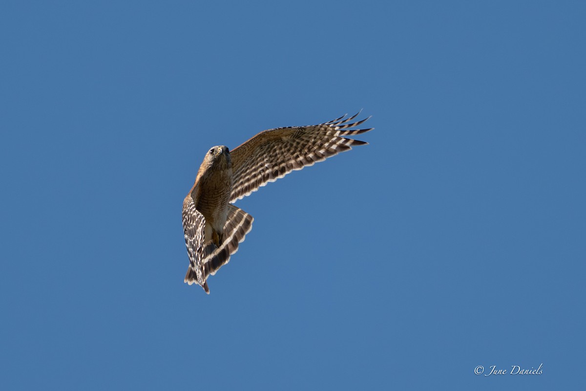 Busardo Pechirrojo - ML651947587