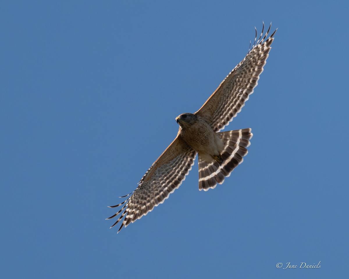 Busardo Pechirrojo - ML651947588