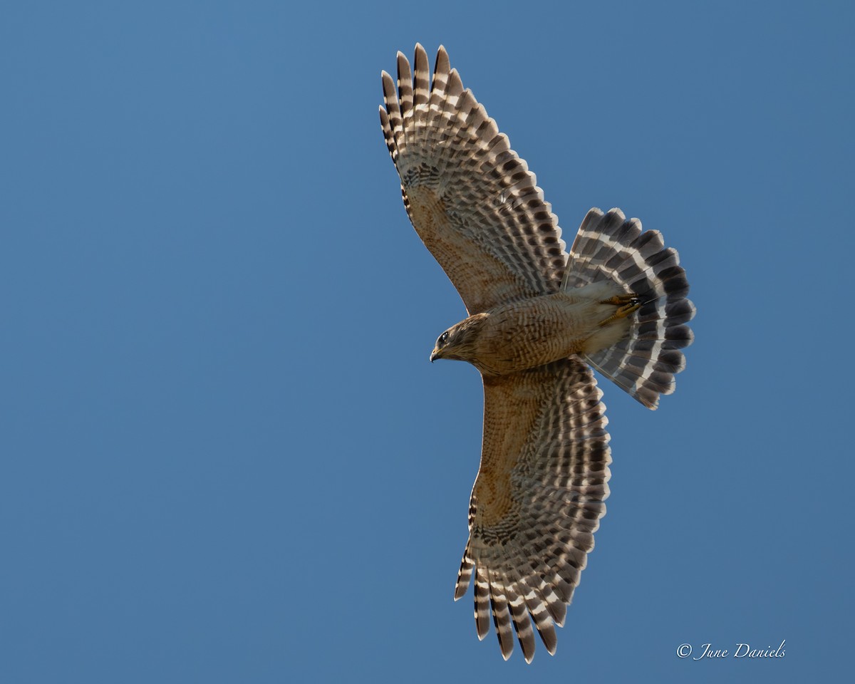 Busardo Pechirrojo - ML651947589