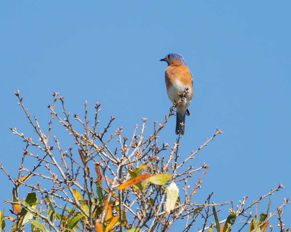 Azulejo Oriental - ML651947643