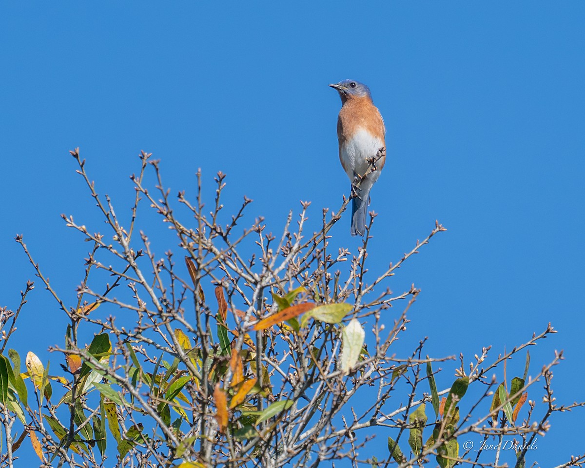 Azulejo Oriental - ML651947644