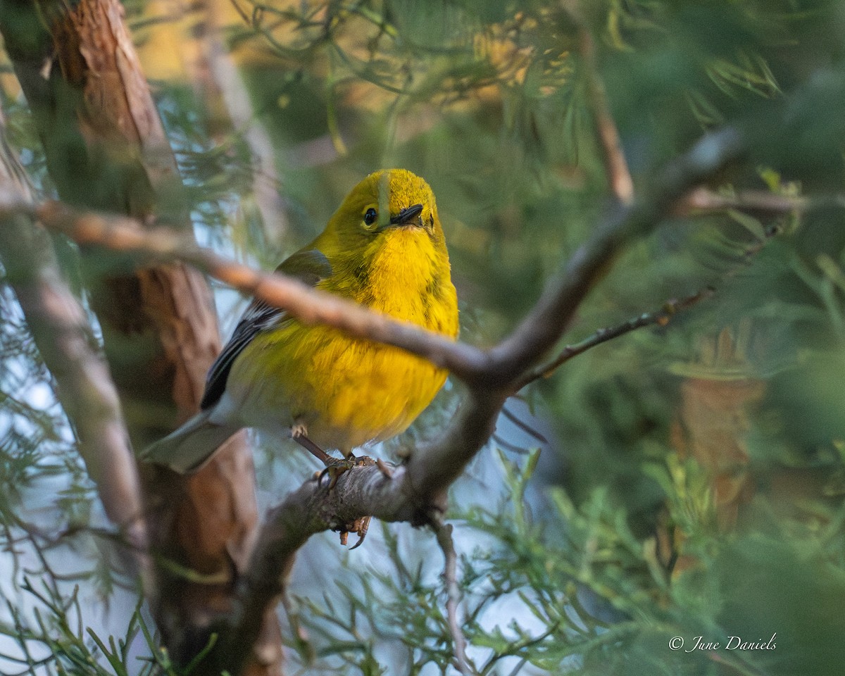 Reinita del Pinar - ML651948033