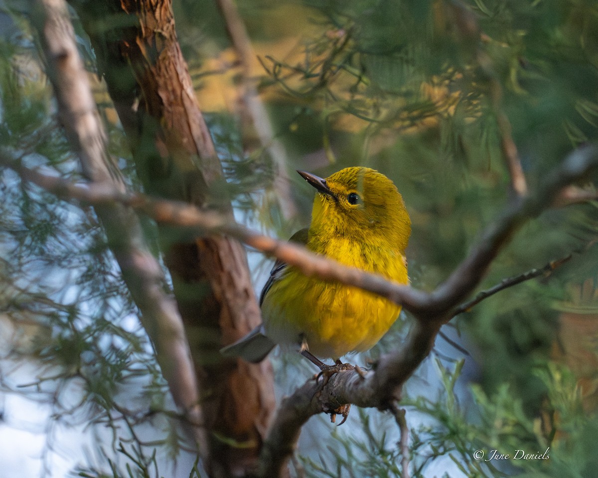 Reinita del Pinar - ML651948034