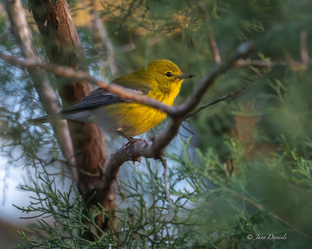 Reinita del Pinar - ML651948035