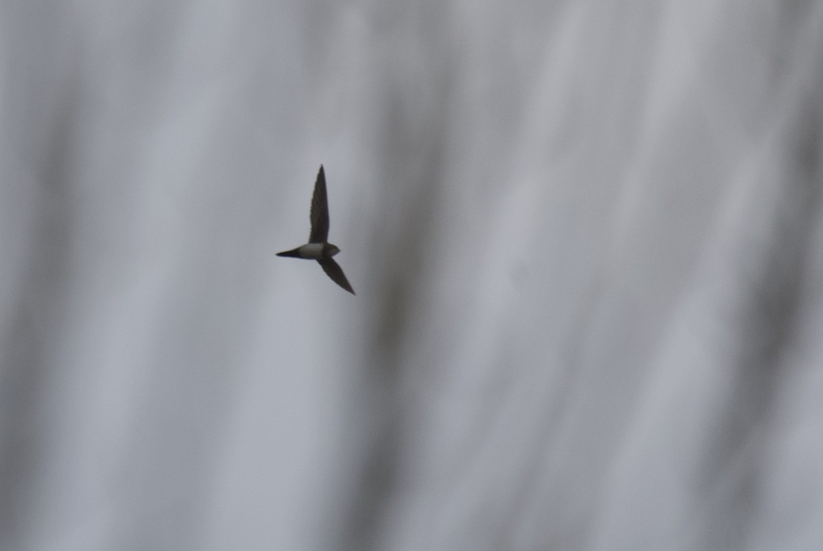 シロハラアマツバメ - ML651948717