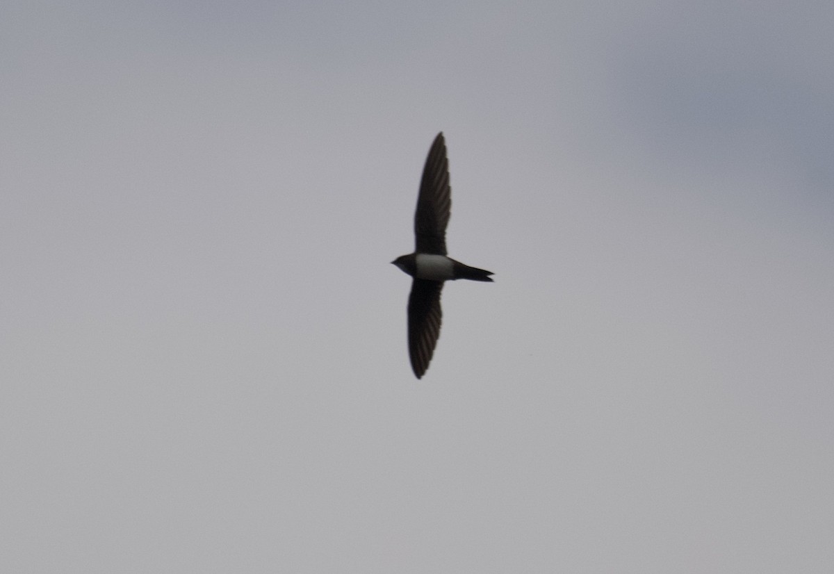 シロハラアマツバメ - ML651948751