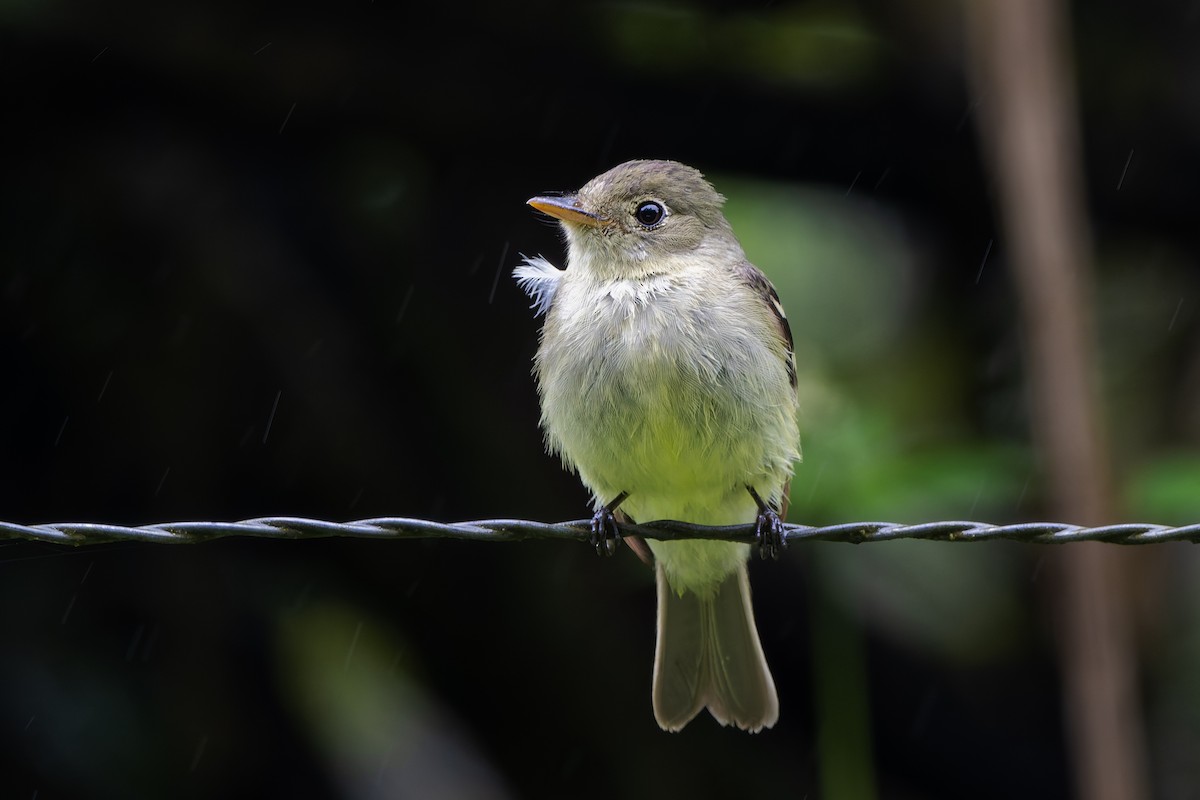 Желтобрюхий мухолов - ML651949027