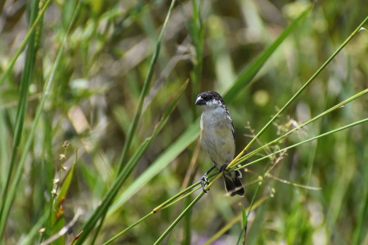 Pearly-bellied Seedeater - ML651949285