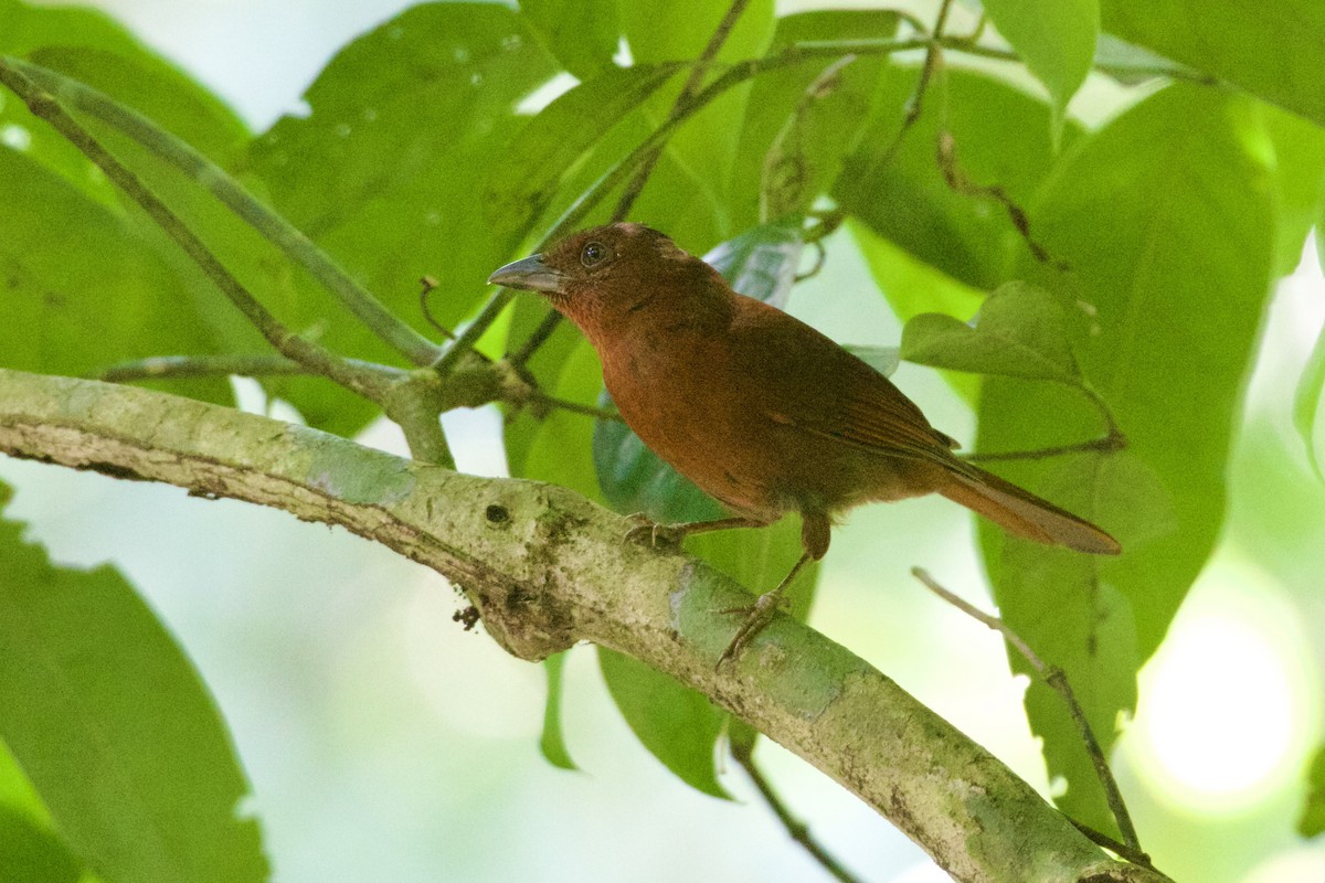 Red-crowned Ant-Tanager - ML651949815