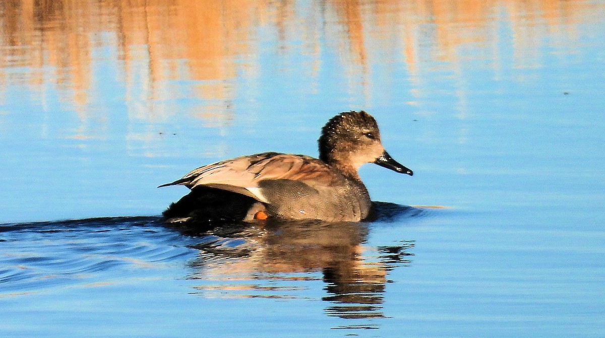 Gadwall - ML651949867