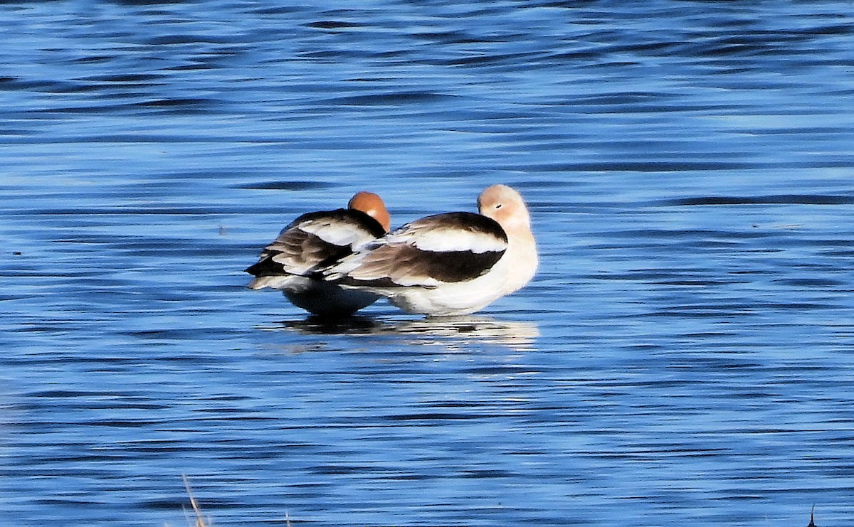 American Avocet - ML651949966
