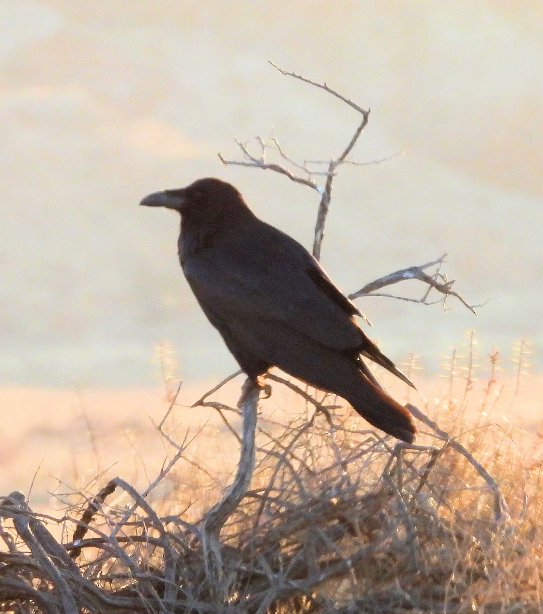 Common Raven - ML651949991