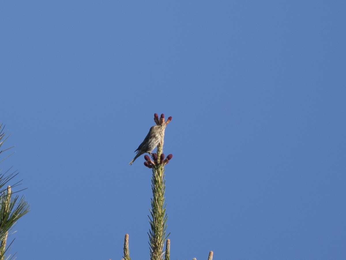 Чечевиця кармінова - ML651950023