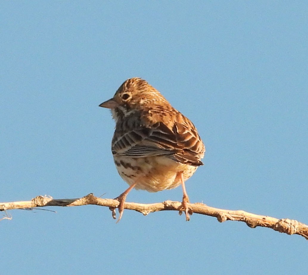 Vesper Sparrow - ML651950043