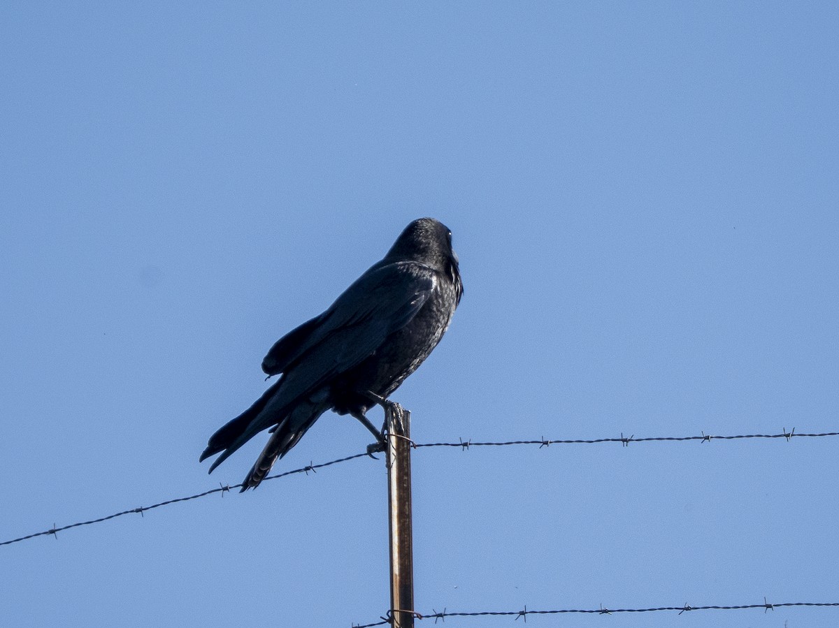 Крук звичайний - ML651950050