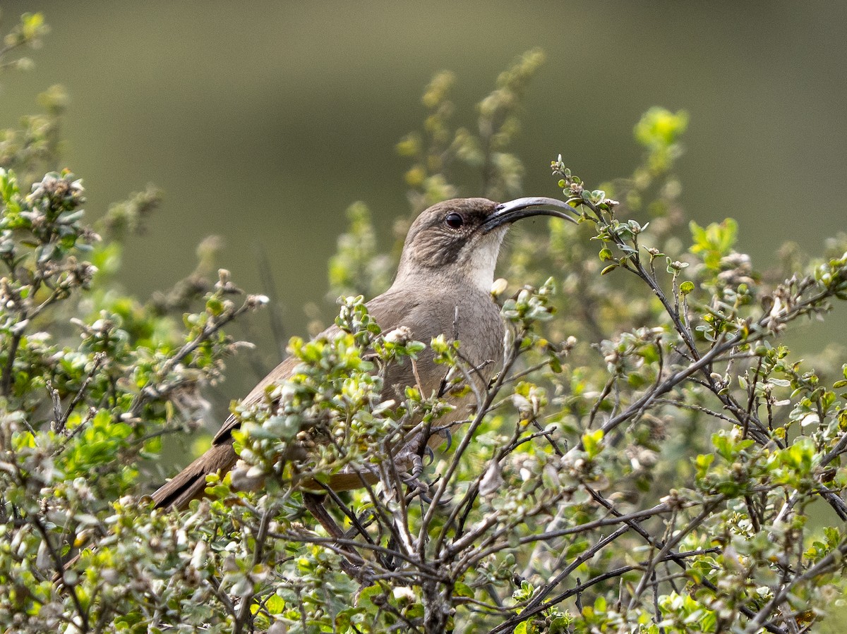 Тремблер каліфорнійський - ML651950086