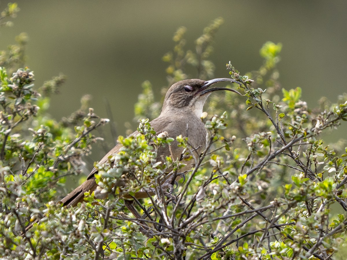 Тремблер каліфорнійський - ML651950092