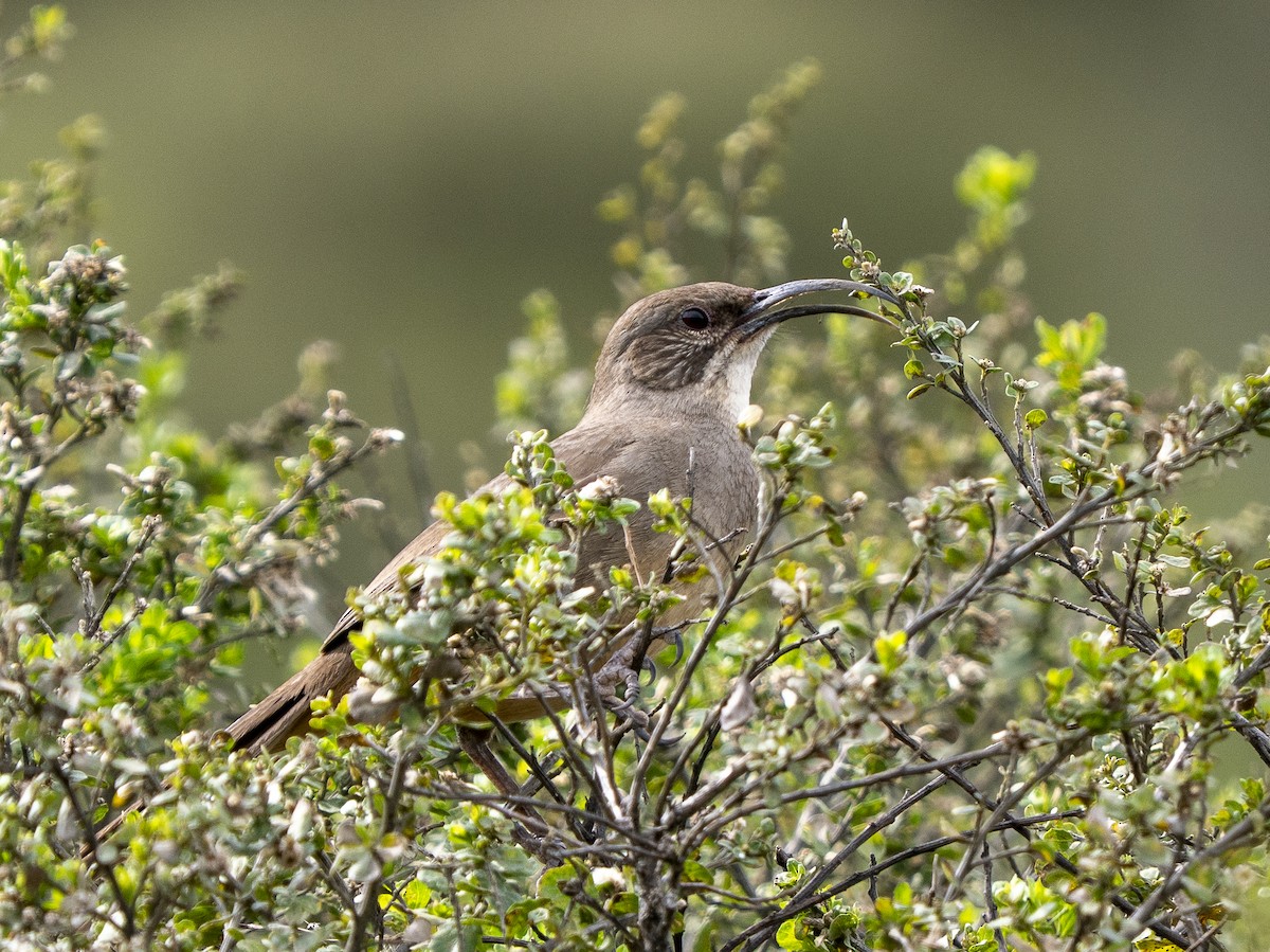 Тремблер каліфорнійський - ML651950097