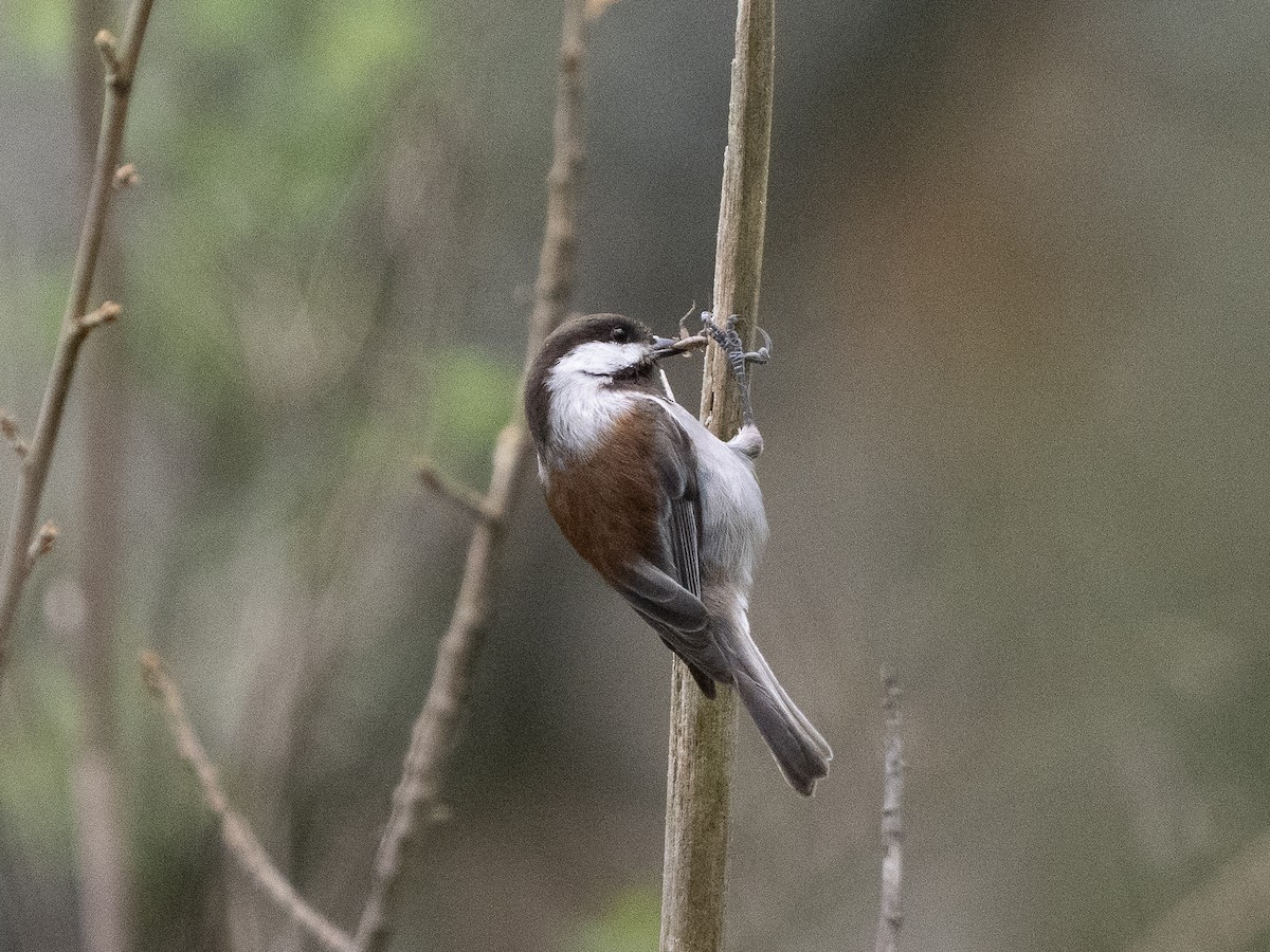 Гаїчка рудоспинна - ML651950157