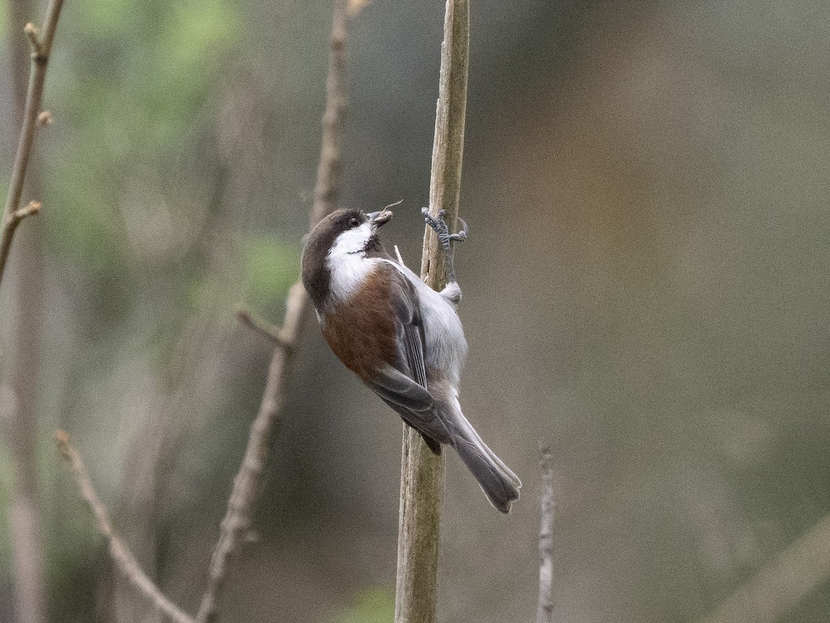 Гаїчка рудоспинна - ML651950167