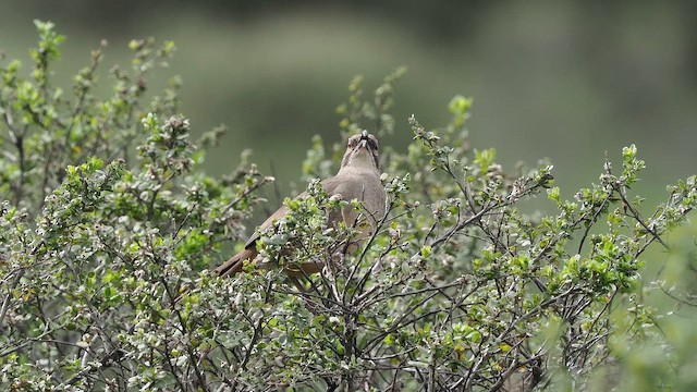 Тремблер каліфорнійський - ML651950182