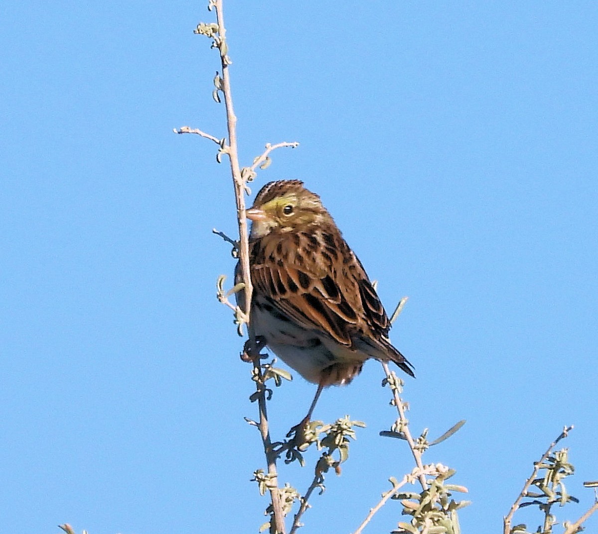 Savannah Sparrow - ML651950234