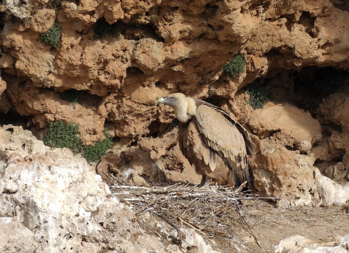 Buitre Leonado - ML651950247