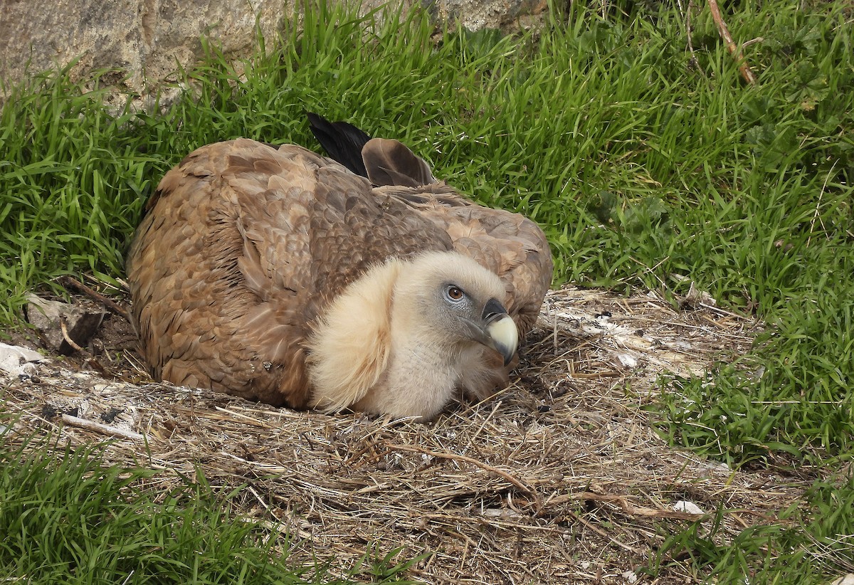 Buitre Leonado - ML651950319