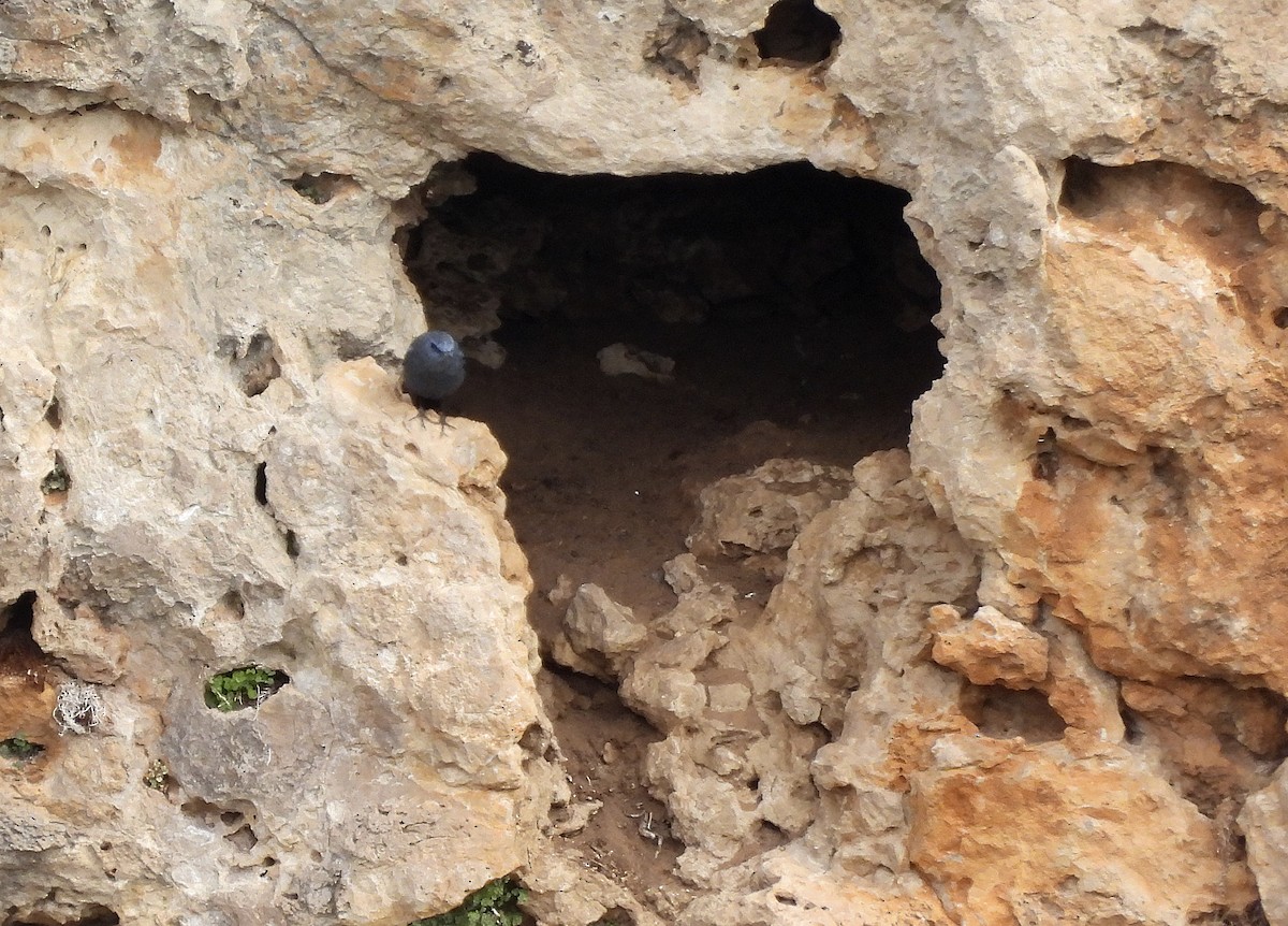 Roquero Solitario - ML651950376