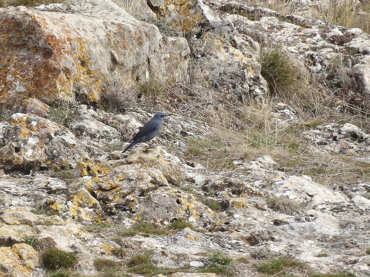 Roquero Solitario - ML651950378