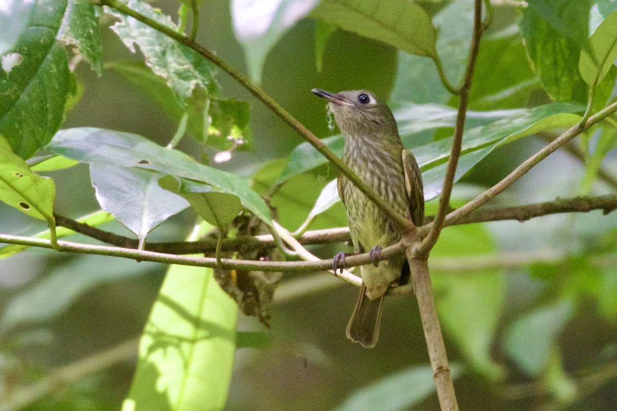 Olive-striped Flycatcher - ML651950427