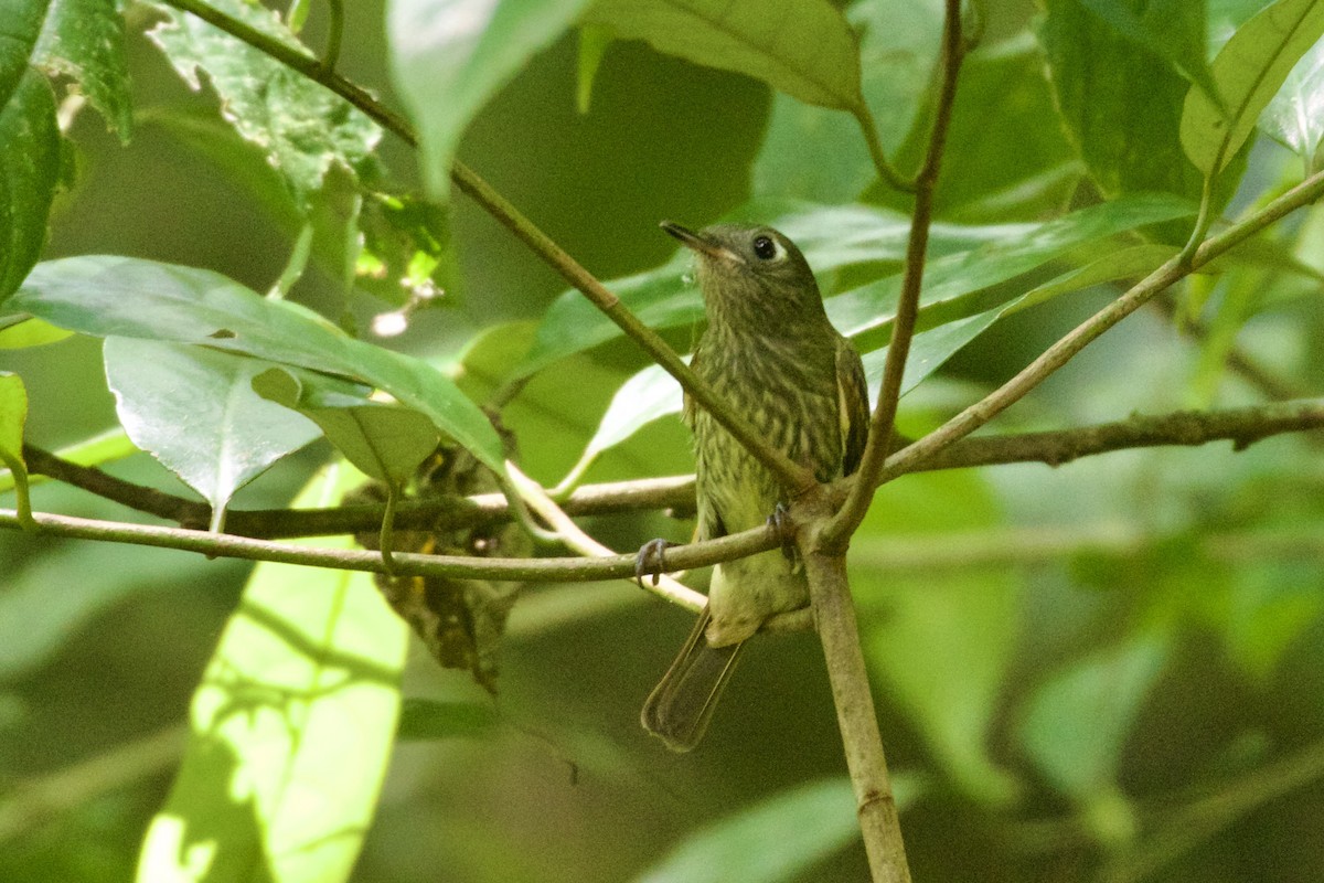 Olive-striped Flycatcher - ML651950448