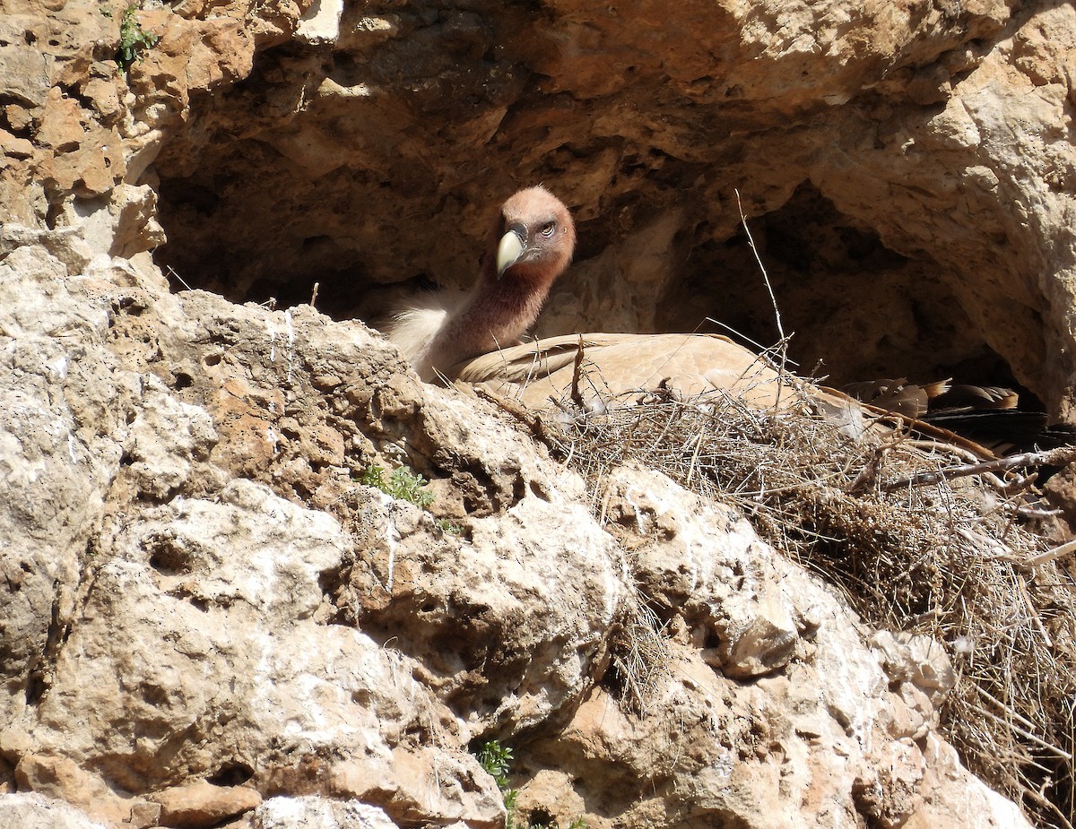 Buitre Leonado - ML651950536